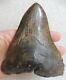Megalodon Tooth (extra Large) 5.527 Inches (14.03 Cm)