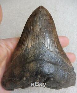 Megalodon tooth (Extra Large) 5.527 inches (14.03 cm)