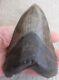 Megalodon Tooth (large) 5.181 Inches (13.16 Cm)