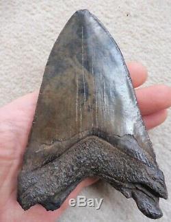 Megalodon tooth (Large) 5.181 inches (13.16 cm)