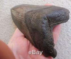 Megalodon tooth (Large) 5.181 inches (13.16 cm)