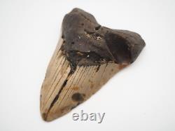 Megalodon tooth fossil