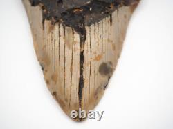 Megalodon tooth fossil