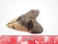 Megalodon tooth fossil