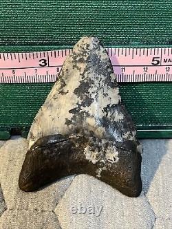 Megalodon tooth fossil 2 3/4BONE VALLEY Shark Teeth Attractive Color Desirable