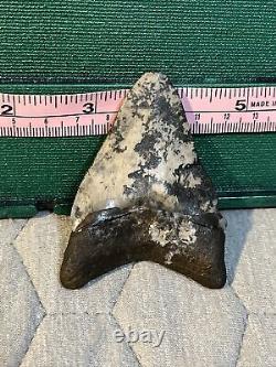 Megalodon tooth fossil 2 3/4BONE VALLEY Shark Teeth Attractive Color Desirable