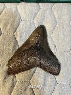 Megalodon tooth fossil 4 Inch BONE VALLEY Shark Teeth Collection Florida HUGE