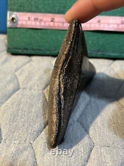 Megalodon tooth fossil 4 Inch BONE VALLEY Shark Teeth Collection Florida HUGE