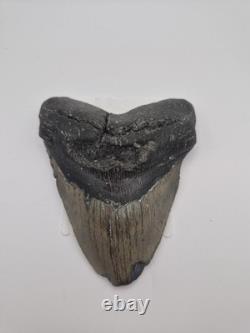 Megalodon tooth real fossil