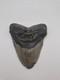 Megalodon Tooth Real Fossil