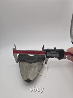 Megalodon tooth real fossil