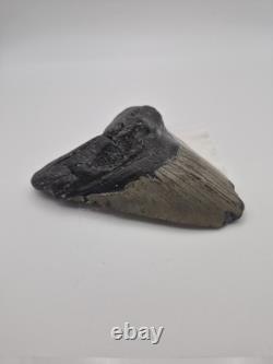 Megalodon tooth real fossil