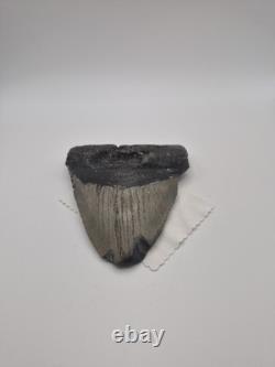 Megalodon tooth real fossil