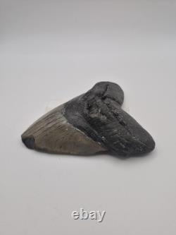 Megalodon tooth real fossil
