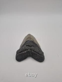 Megalodon tooth real fossil