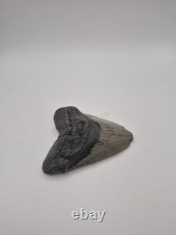 Megalodon tooth real fossil