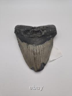 Megalodon tooth real fossil