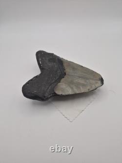 Megalodon tooth real fossil