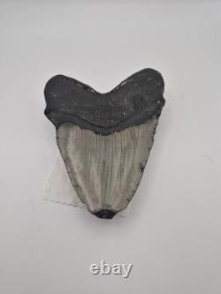 Megalodon tooth real fossil