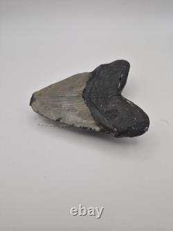 Megalodon tooth real fossil