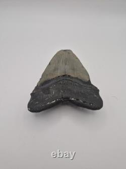Megalodon tooth real fossil