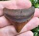 Meherrin River Posterior Megalodon Shark Tooth Fossil Virginia