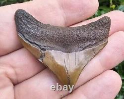 Meherrin River Posterior Megalodon Shark Tooth Fossil Virginia