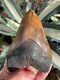 Meherrin River / Red Site Megalodon Shark Tooth Fossil