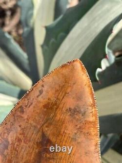 Meherrin River / Red Site Megalodon Shark Tooth Fossil