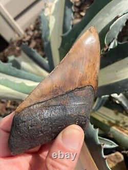 Meherrin River / Red Site Megalodon Shark Tooth Fossil