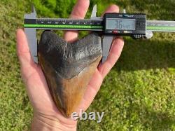 Meherrin River / Red Site Megalodon Shark Tooth Fossil