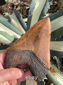 Meherrin River / Red Site Megalodon Shark Tooth Fossil