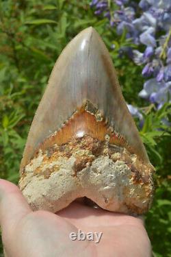 Monster 5.75 Killer Megalodon Shark Tooth, Original, Sharp Serrations #172