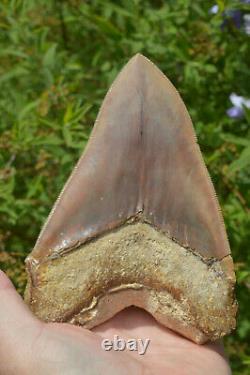 Monster 5.75 Killer Megalodon Shark Tooth, Original, Sharp Serrations #172