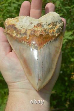 Monster 5.75 Killer Megalodon Shark Tooth, Original, Sharp Serrations #172