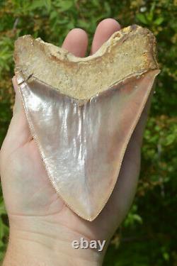 Monster 5.75 Killer Megalodon Shark Tooth, Original, Sharp Serrations #172