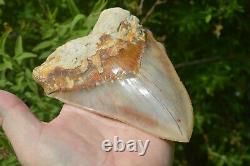 Monster 5.75 Killer Megalodon Shark Tooth, Original, Sharp Serrations #172