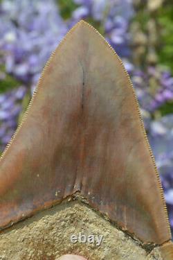 Monster 5.75 Killer Megalodon Shark Tooth, Original, Sharp Serrations #172