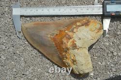 Monster 5.75 Killer Megalodon Shark Tooth, Original, Sharp Serrations #172