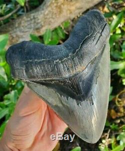 Monster 5.85 MEGALODON Shark Tooth All Natural nearly 6 long by 5 Wide