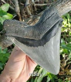 Monster 5.85 MEGALODON Shark Tooth All Natural nearly 6 long by 5 Wide