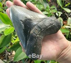 Monster 5.85 MEGALODON Shark Tooth All Natural nearly 6 long by 5 Wide