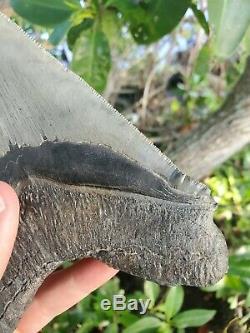 Monster 5.85 MEGALODON Shark Tooth All Natural nearly 6 long by 5 Wide