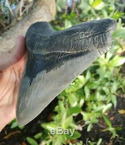 Monster 5.85 MEGALODON Shark Tooth All Natural nearly 6 long by 5 Wide