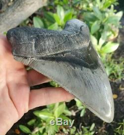 Monster 5.85 MEGALODON Shark Tooth All Natural nearly 6 long by 5 Wide