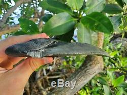 Monster 5.85 MEGALODON Shark Tooth All Natural nearly 6 long by 5 Wide