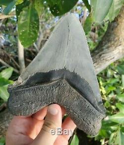 Monster 5.85 MEGALODON Shark Tooth All Natural nearly 6 long by 5 Wide