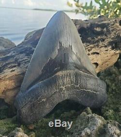 Monster 5.85 MEGALODON Shark Tooth All Natural nearly 6 long by 5 Wide