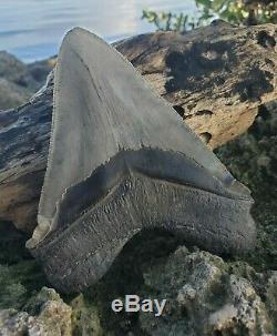 Monster 5.85 MEGALODON Shark Tooth All Natural nearly 6 long by 5 Wide