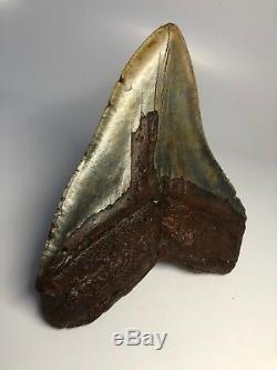 Monster 6.15 Huge Megalodon Fossil Shark Tooth 5 Wide Rare 3046